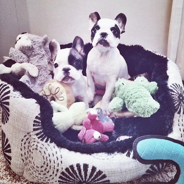 puppies with their toys in bed