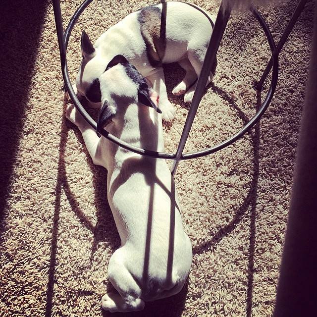 puppies under the stool