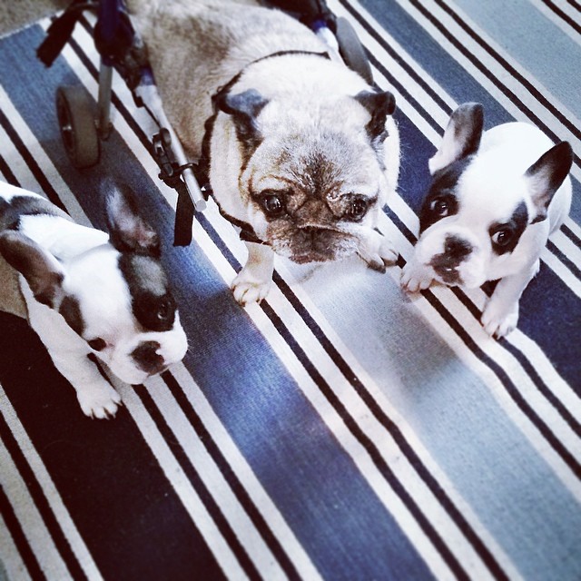 puppies on the striped rug