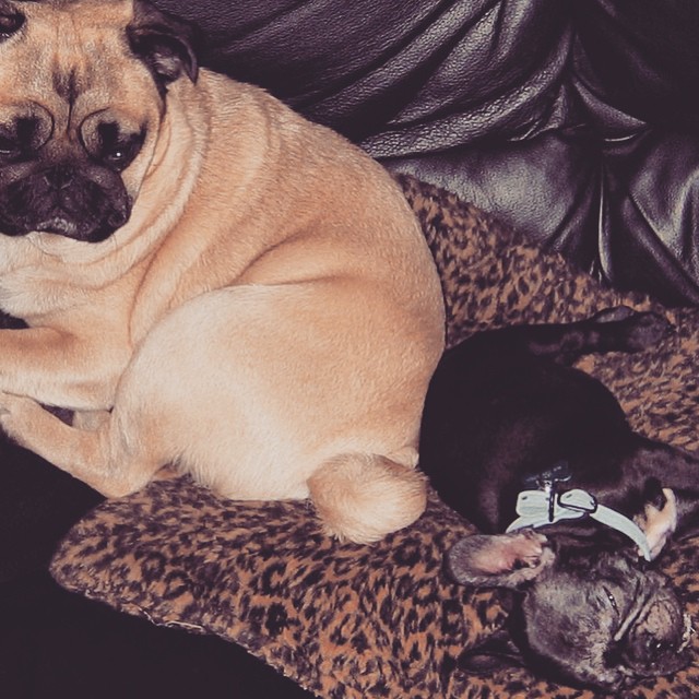 Pug and baby french bulldog puppy