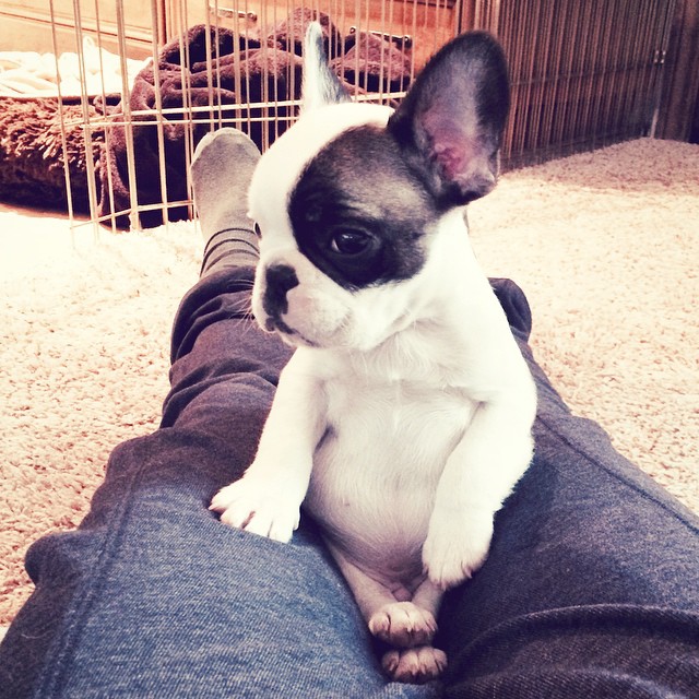 Tiny Puppy - Pied French Bulldog Randy