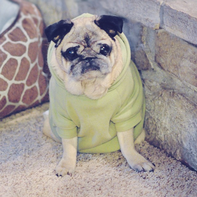 old pug in a sweatshirt