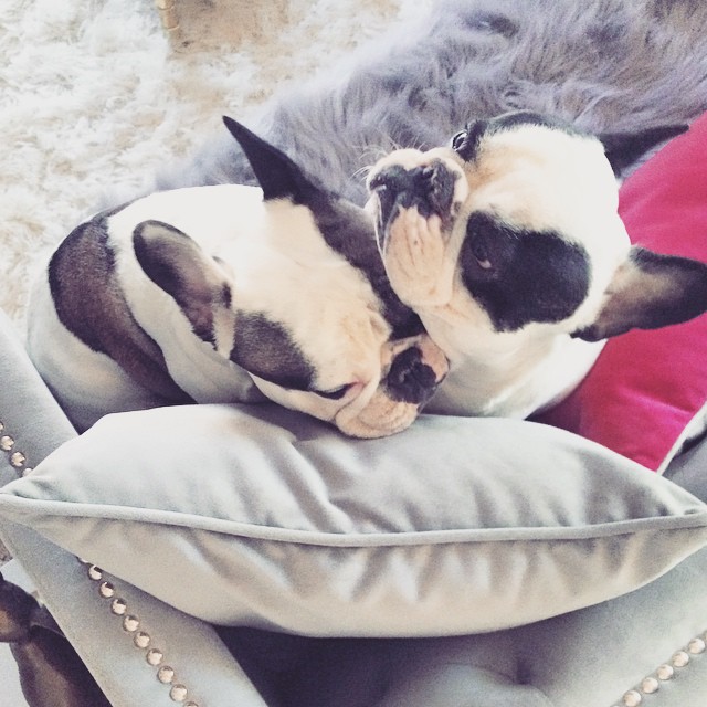 pied frenchie brothers