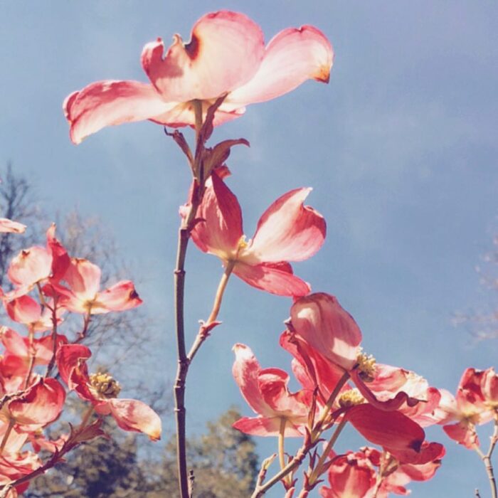 pink dogwood flowers in bloom