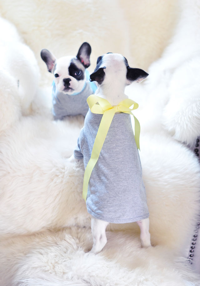 2 Frenchie pups in t-shirts with bows