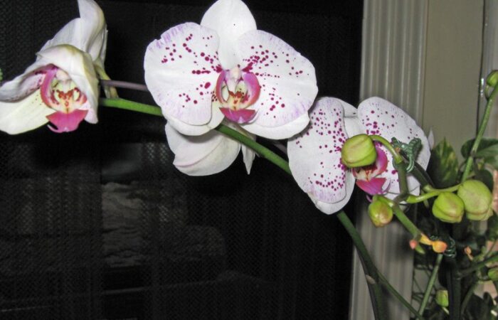 pretty pink spotted orchids