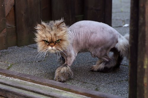 shaved cat with face fur, lion caat, scared cat