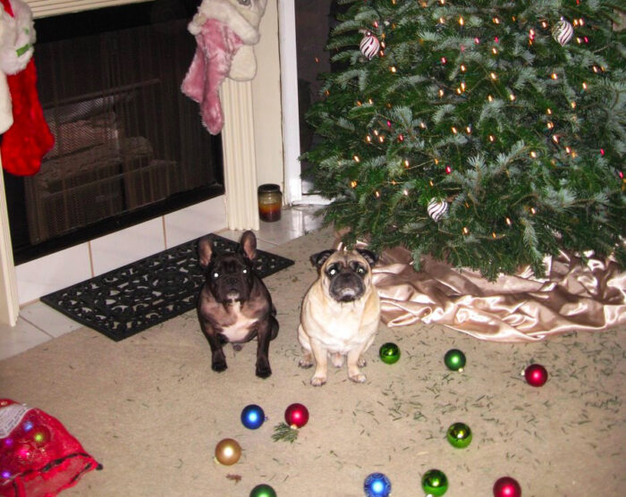 frenchie and pug decorating the christmas tree