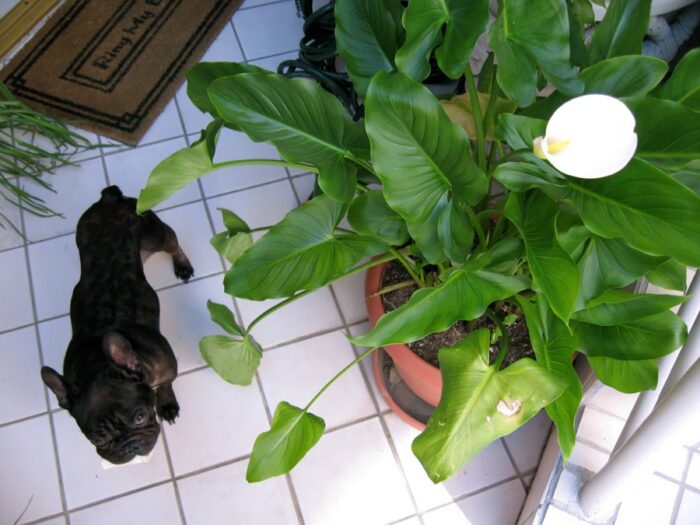 black french bulldog, white tile floor, cala lil7