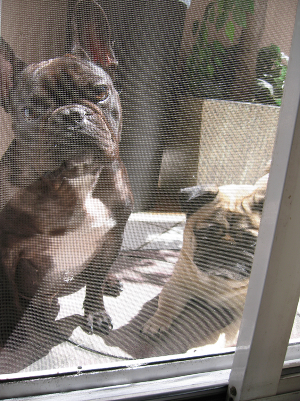 french bulldog, pug, dogs, smush face dogs,