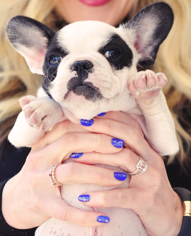 french bulldog puppy, blue glitter nail art