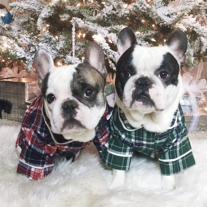 Christmas Frenchies