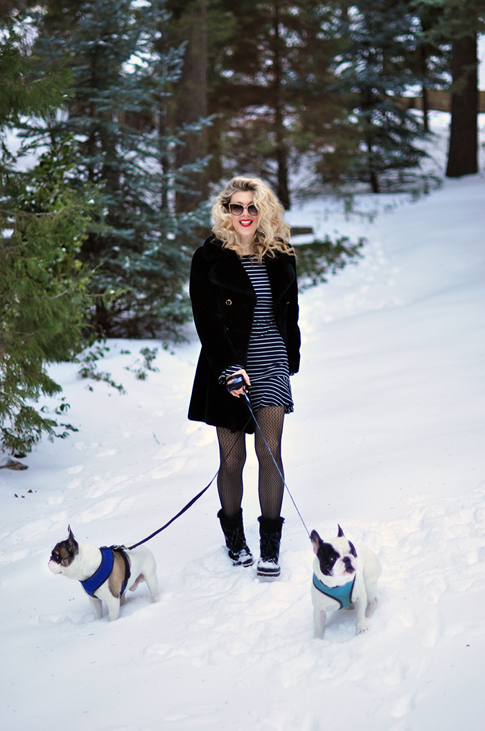 black dress in the snow-dogs in the snow-french bulldogs