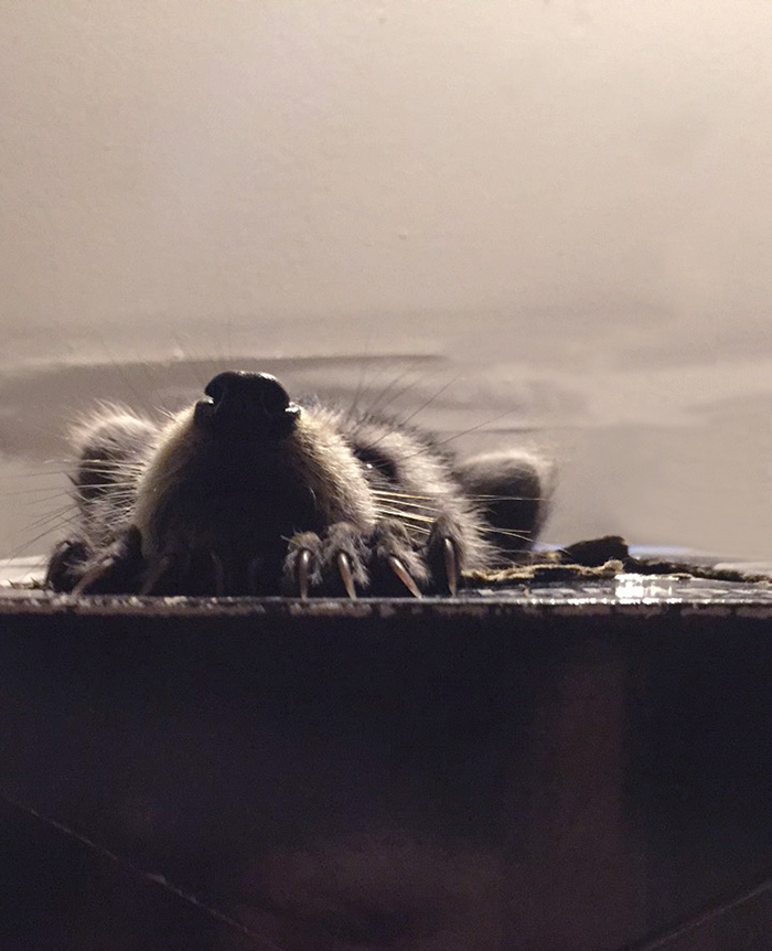 Baby raccoon noses out of box