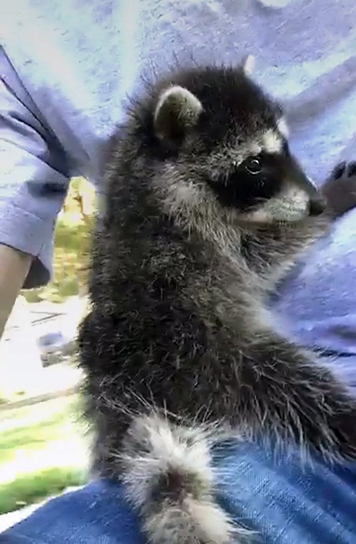 baby raccoon