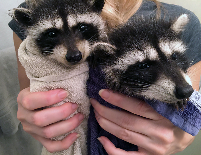 baby raccoons