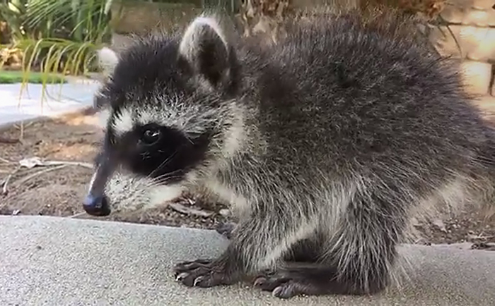 baby raccoons