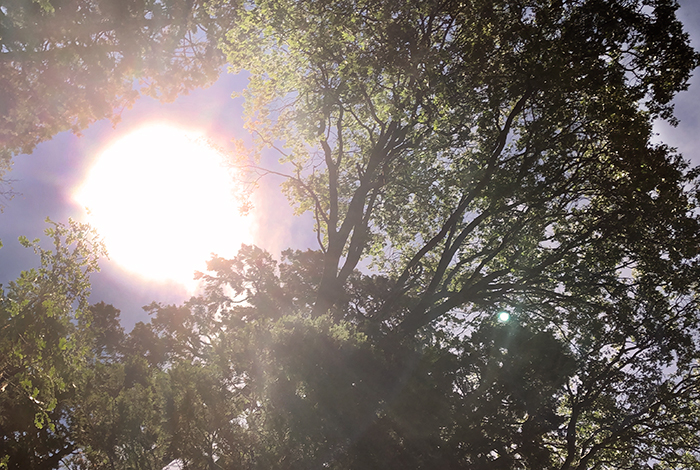 trees-looking up-leaves in the sky-sun