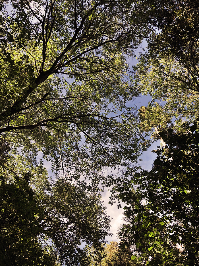 trees-looking up-leaves in the sky-sun