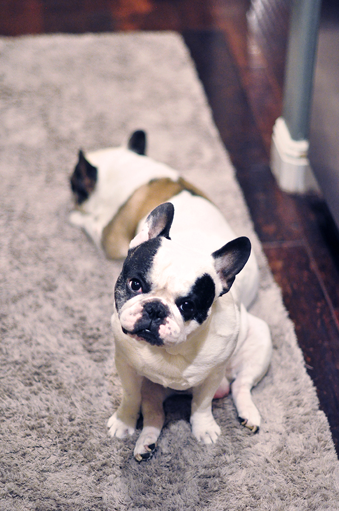 french bulldogs