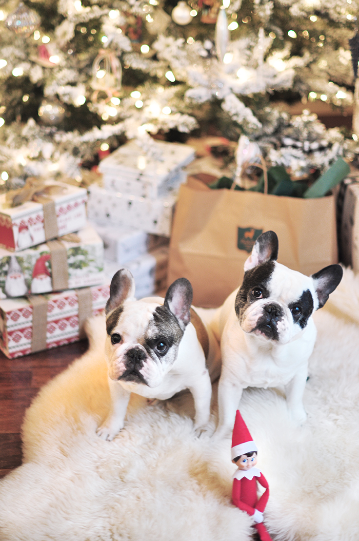 christmas frenchies by the tree 2020