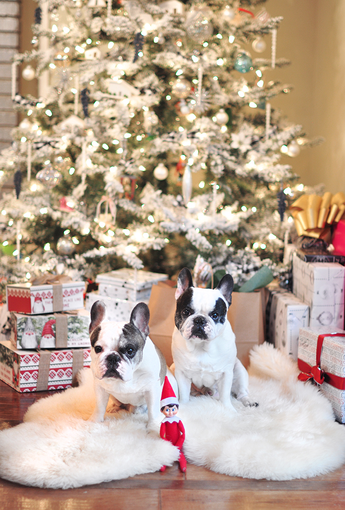 christmas frenchies in front of the tree