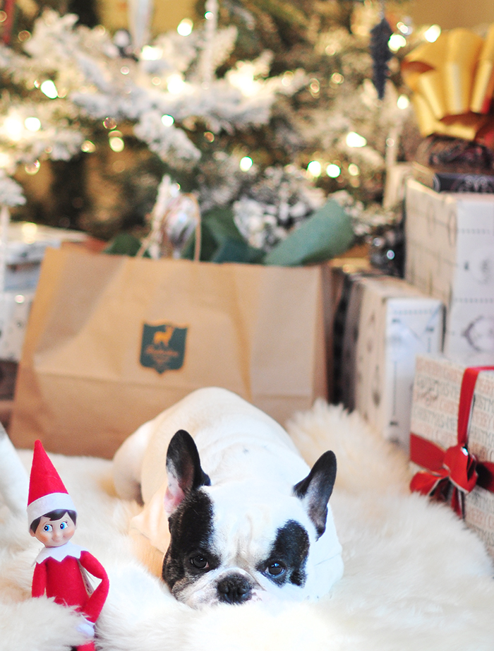 frenchie laying in front of the tree with the elf on the shelf