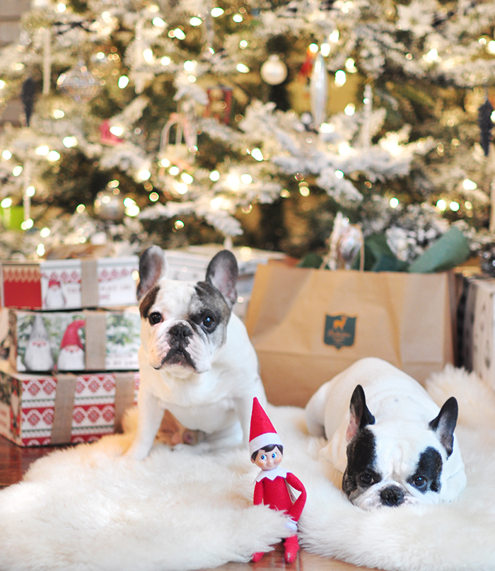 white french bulldogs in front of the christmas tree