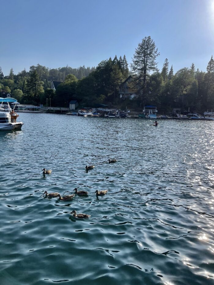 ducks, ducks on the lake, ducks in lake arrowhead, feeding the ducks, swimming ducks