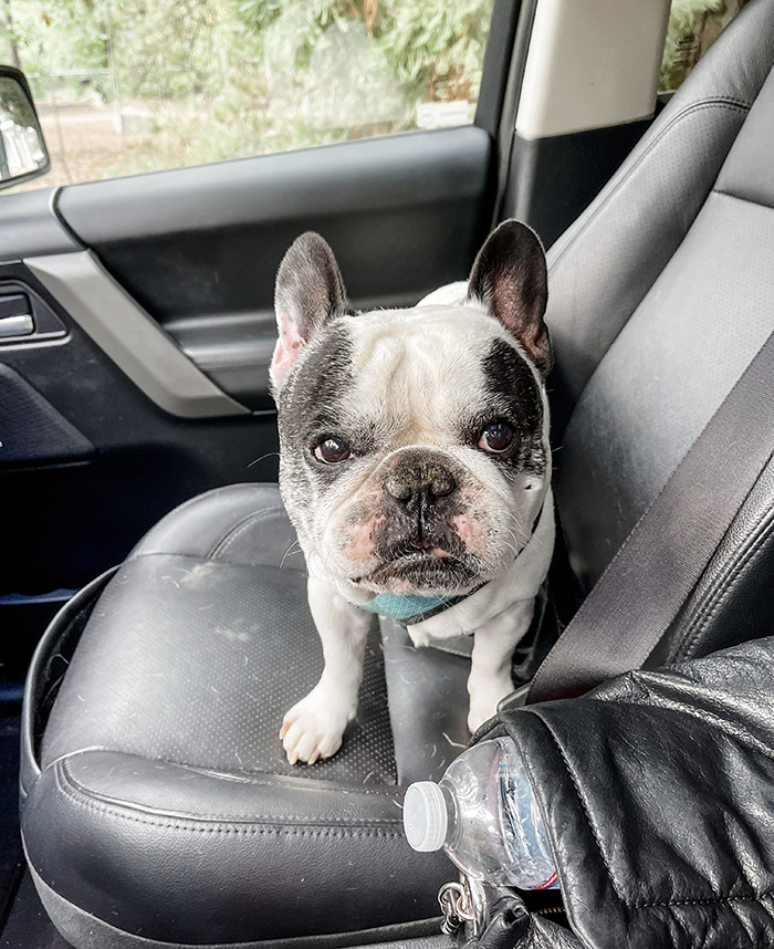 pied frenchie, black and white french bulldog, french bulldogs