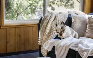 french bulldog sitting on couch with trees in window reflection on marble table