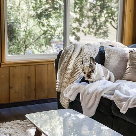 french bulldog sitting on couch with trees in window reflection on marble table