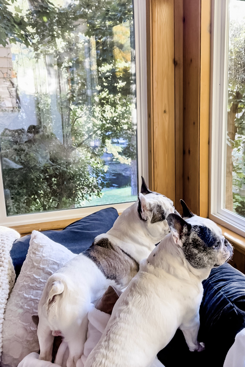 frenchies looking out the window lake view