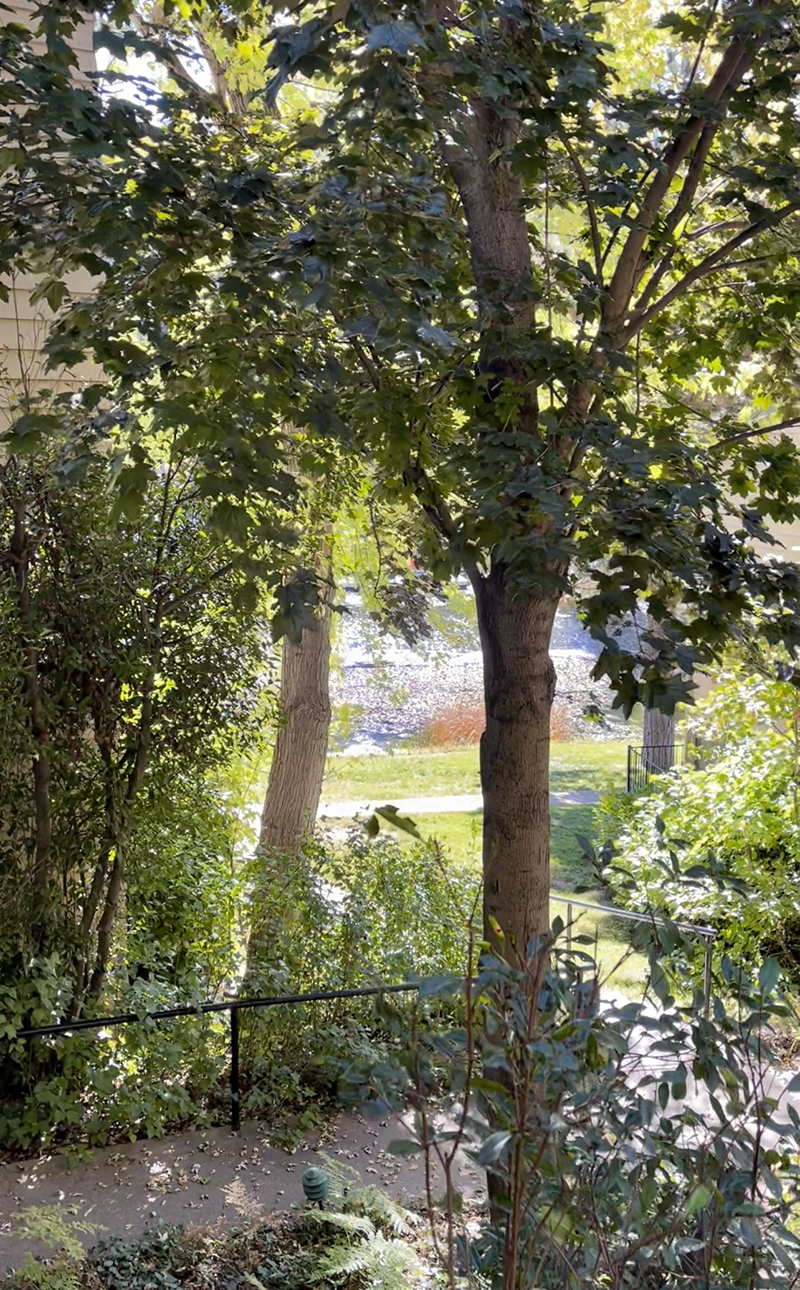 view of the water through the window through the trees, leafy, I was looking for LEAFY