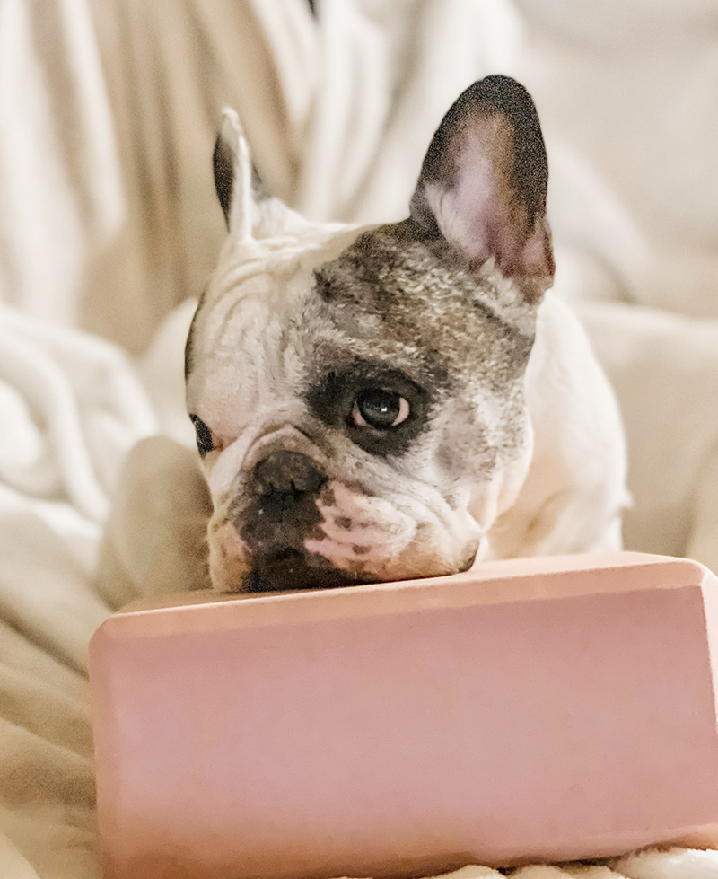 french bulldog resting his head on a pink yoga block