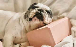 french bulldog resting his head on a yoga block