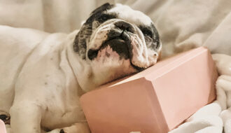 french bulldog resting his head on a yoga block