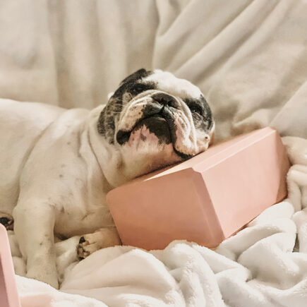 french bulldog resting his head on a yoga block
