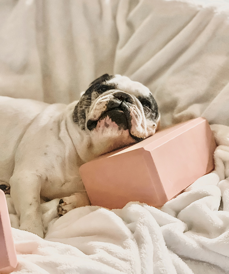 self care sunday, french bulldog resting head on a pink yoga block, motivation monday