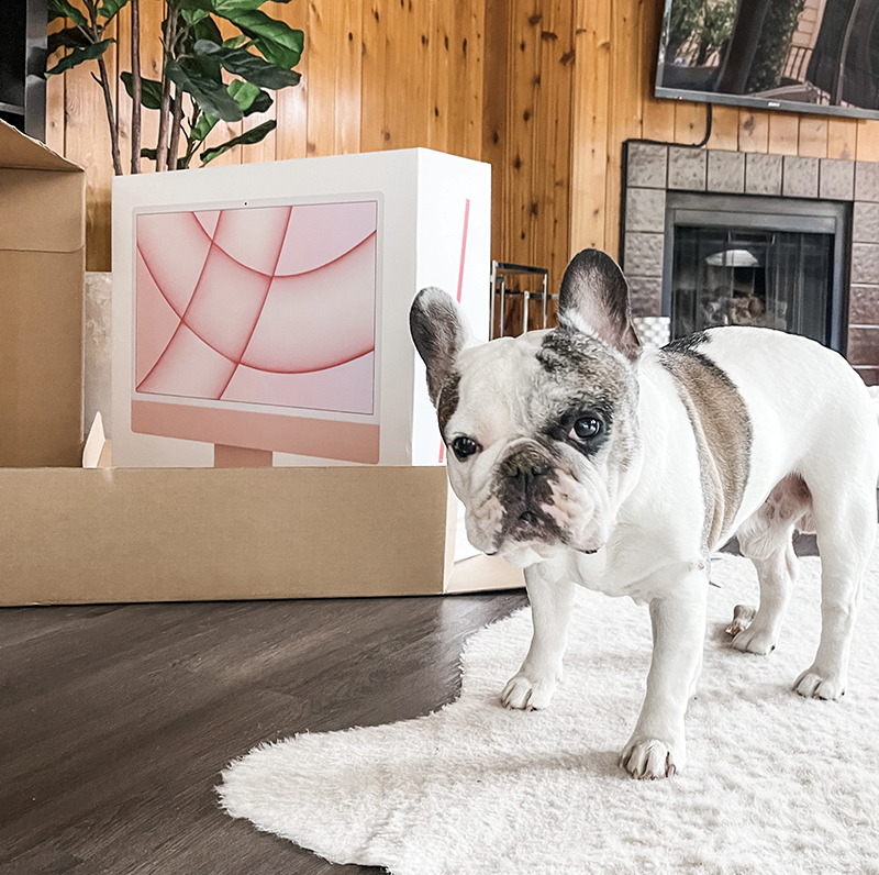 french bulldog standing in front of a pink imac box