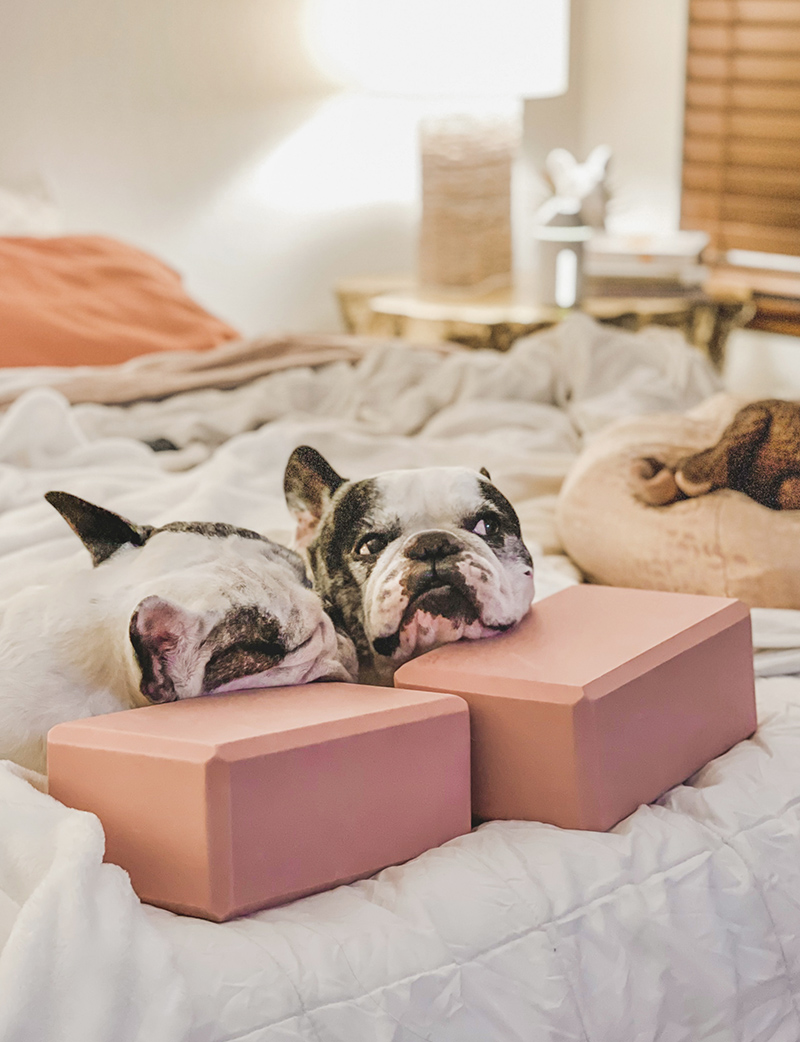 french bulldogs using yoga blocks to keep their heads raised while they sleep to breathe better