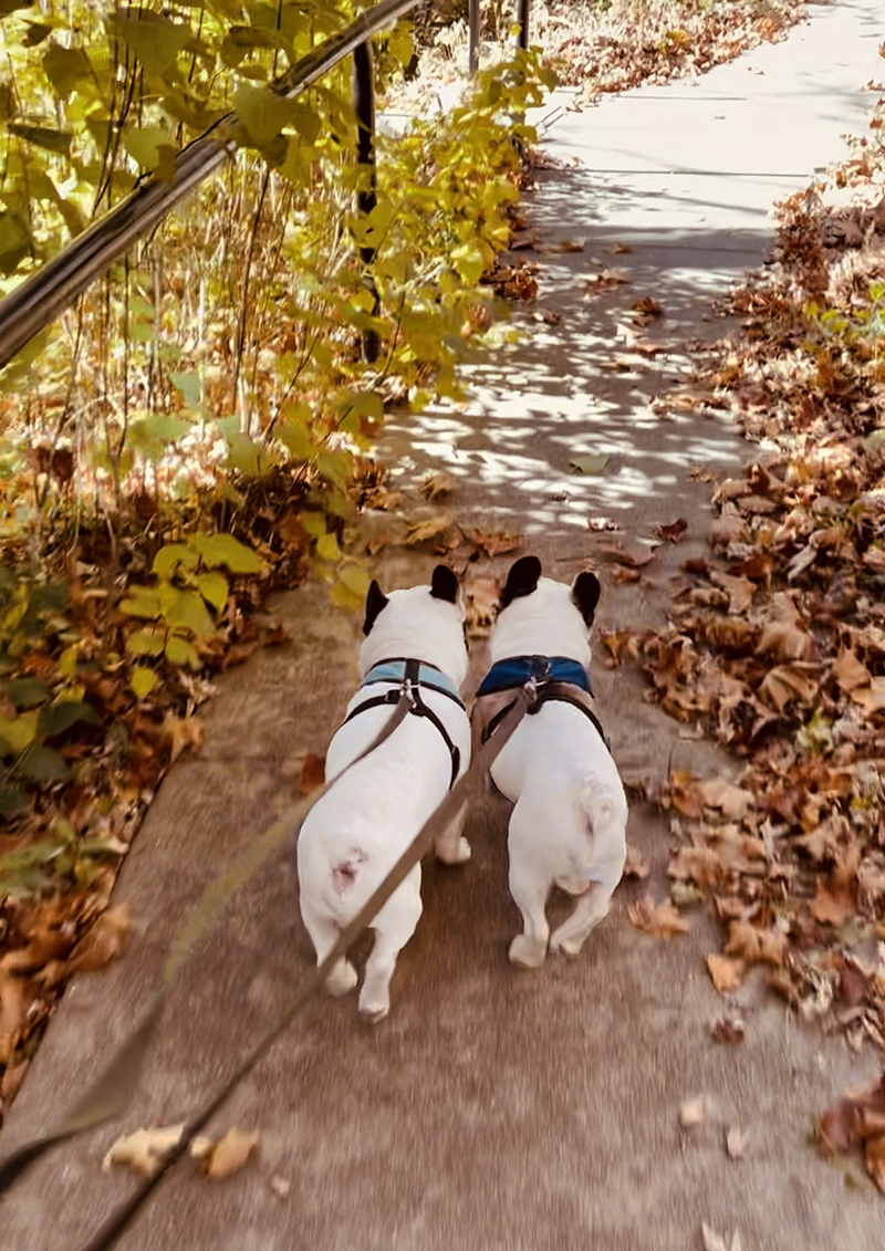 frenchie butts, french bulldogs walking on a cement path, fall leaves