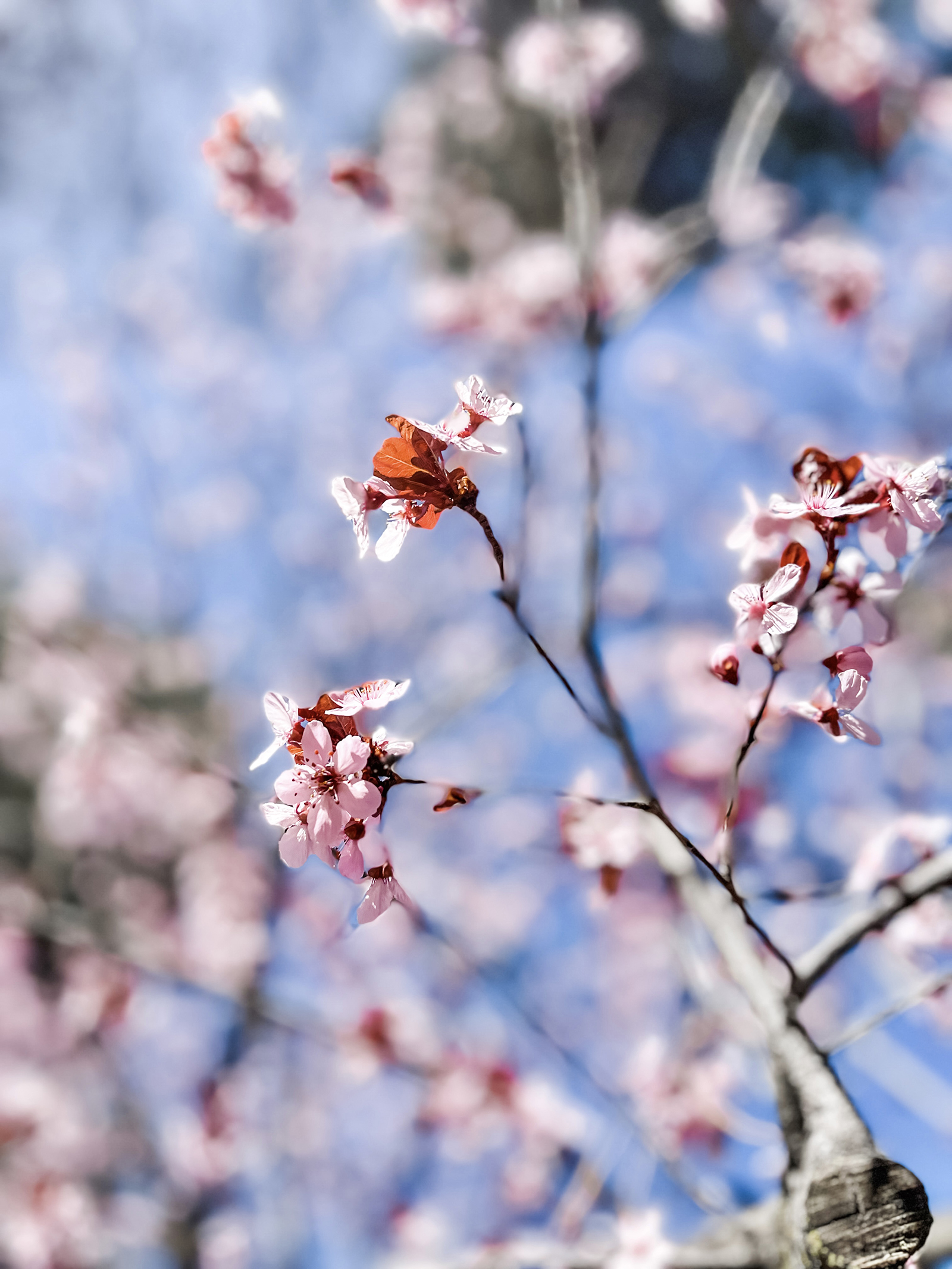 may flowers, life, perspective, pretty pink flowers blooming on a tree in lake arrowhead