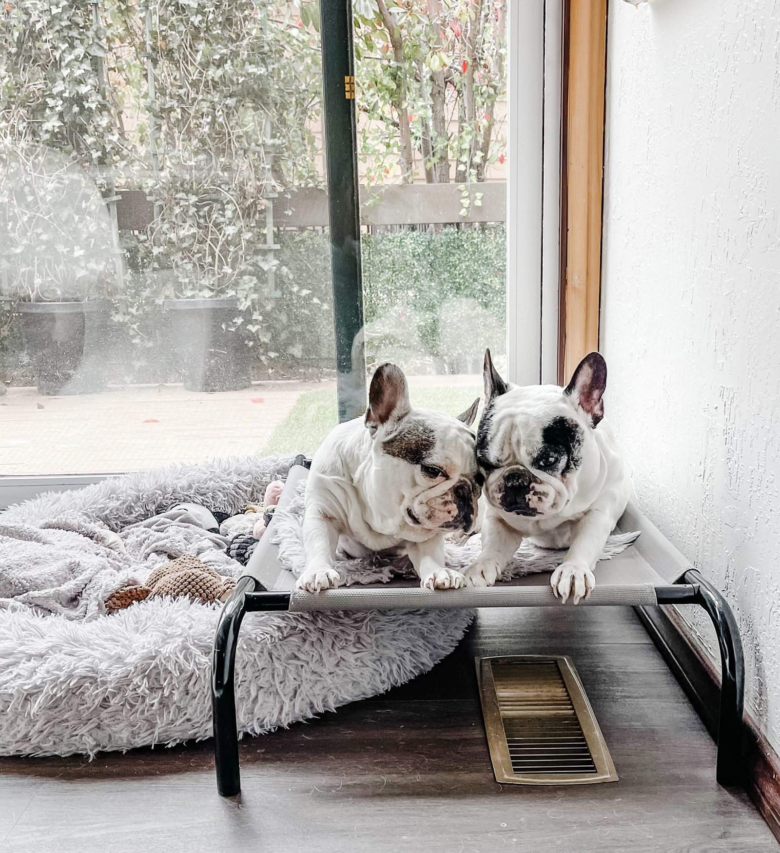 french bulldog brothers laying on a raised dog bed over a heater vent