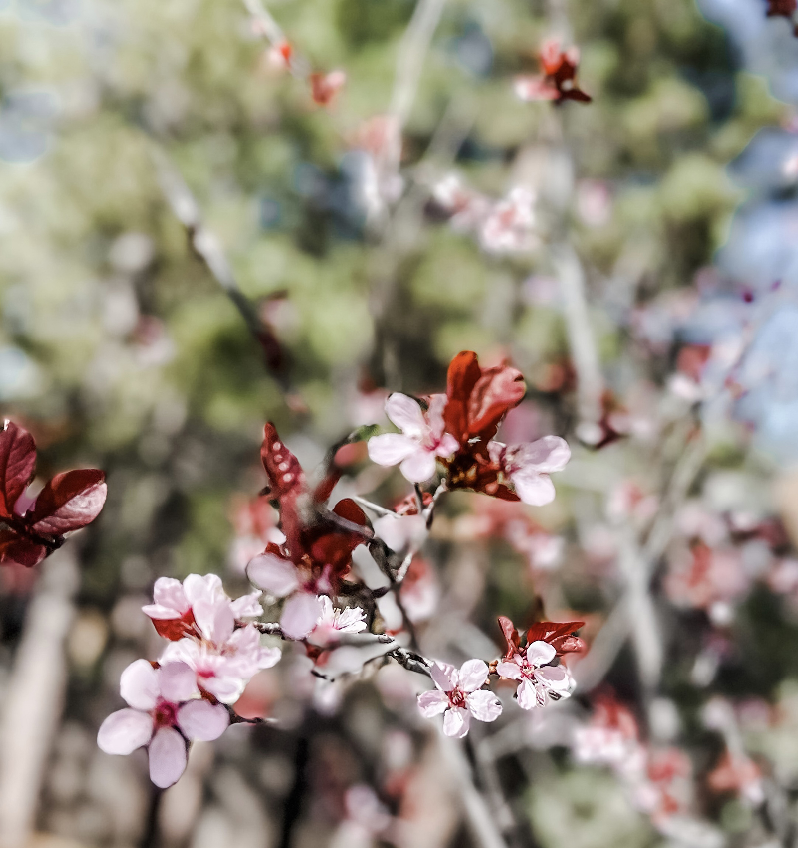 pretty pink flower blossoms on a tree in lake arrowhead