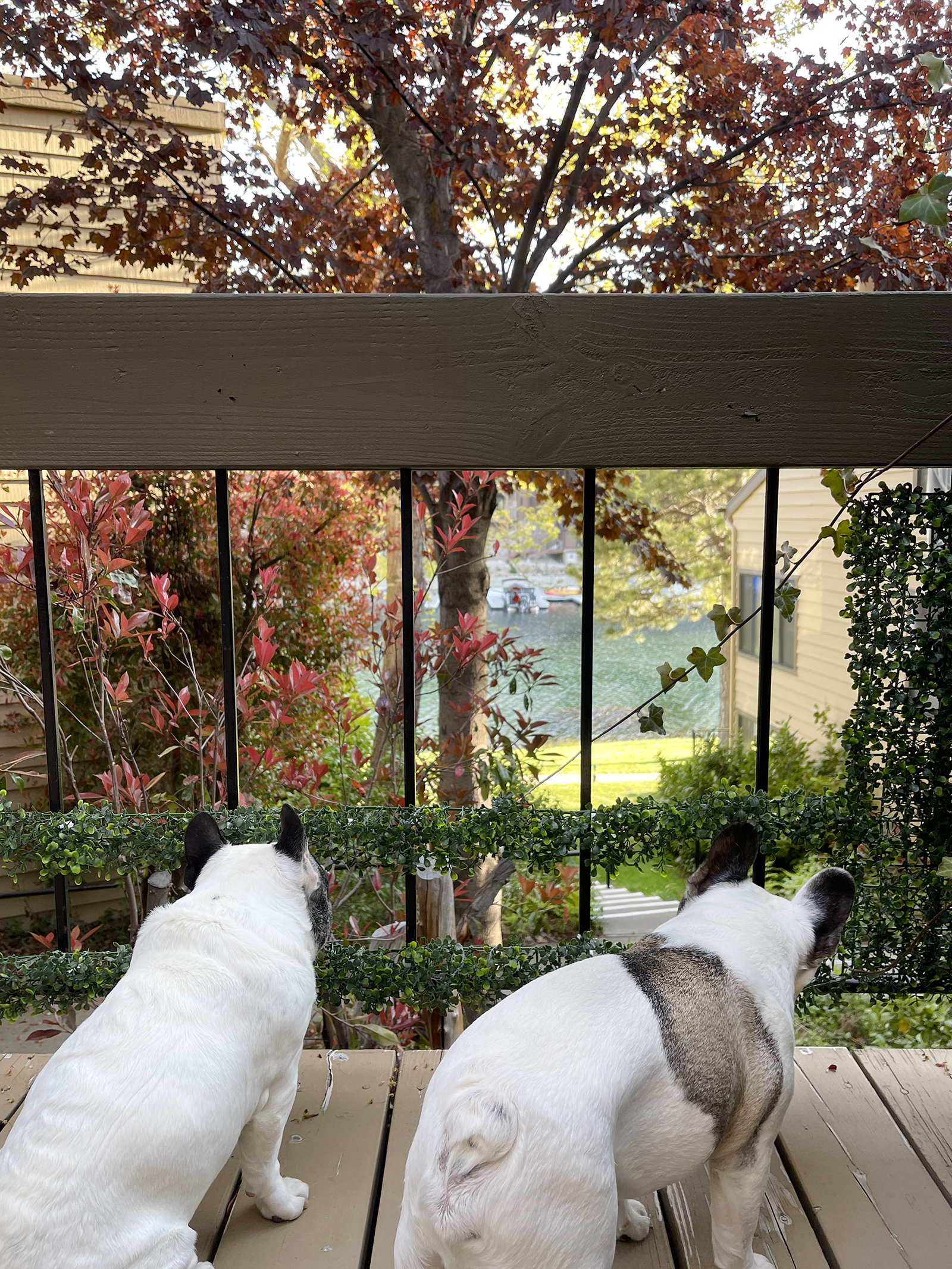 two pied french bulldogs look out deck railing to lake arrowhead