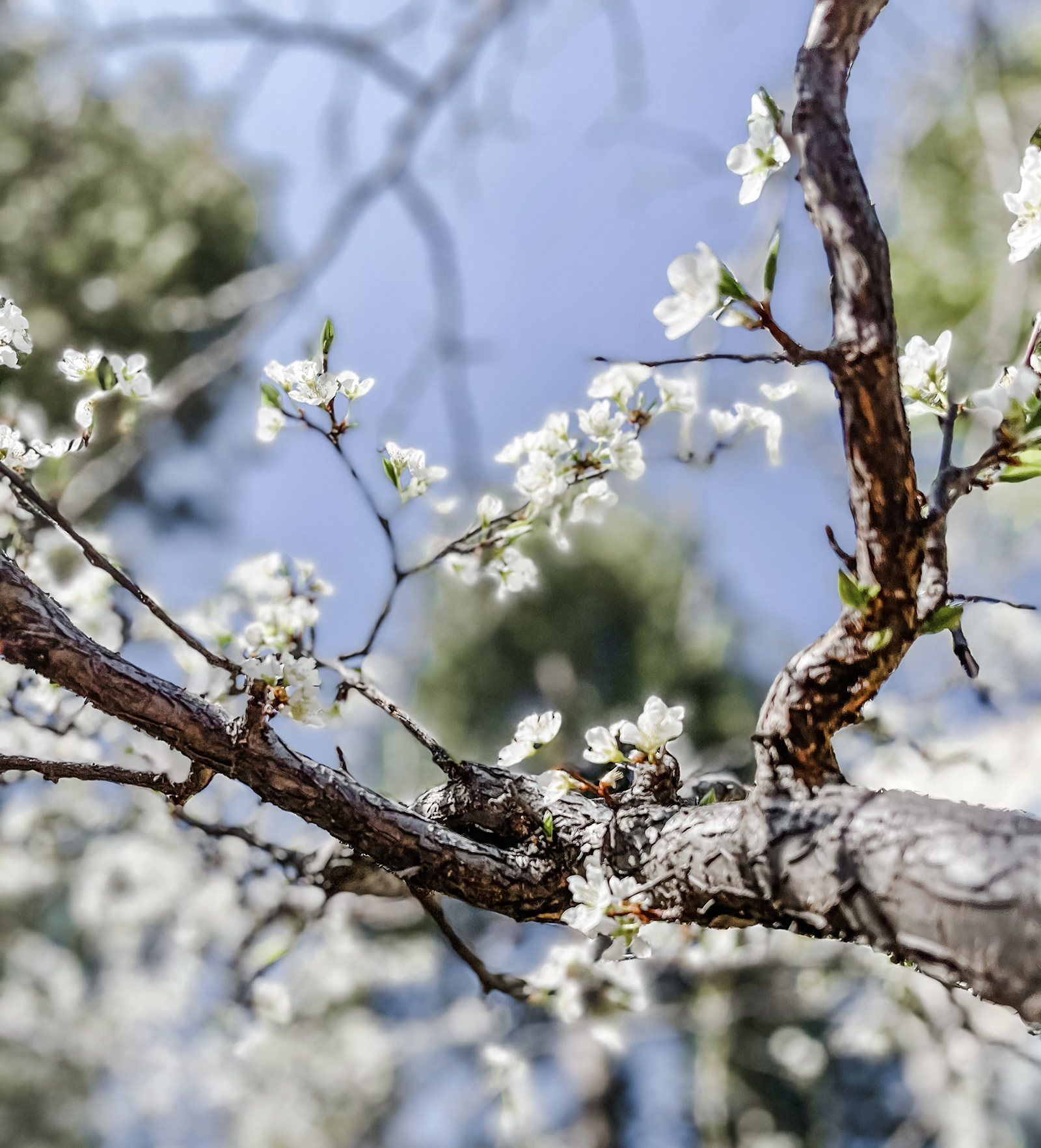 little white flower blossoms on an apple tree