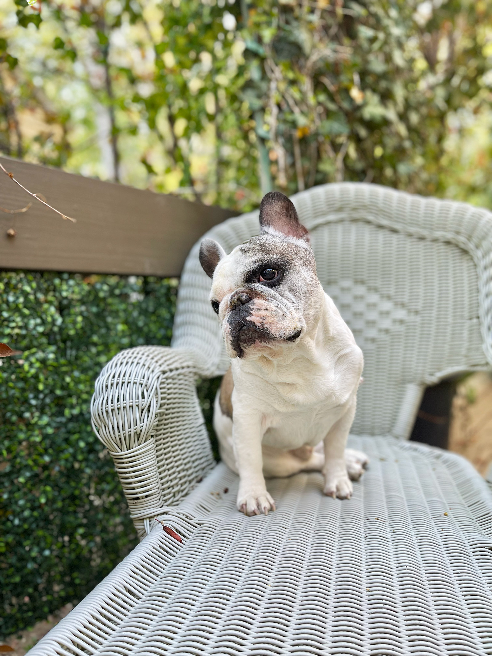 frenchies, french bulldogs on a wicker chair on the deck by the lake