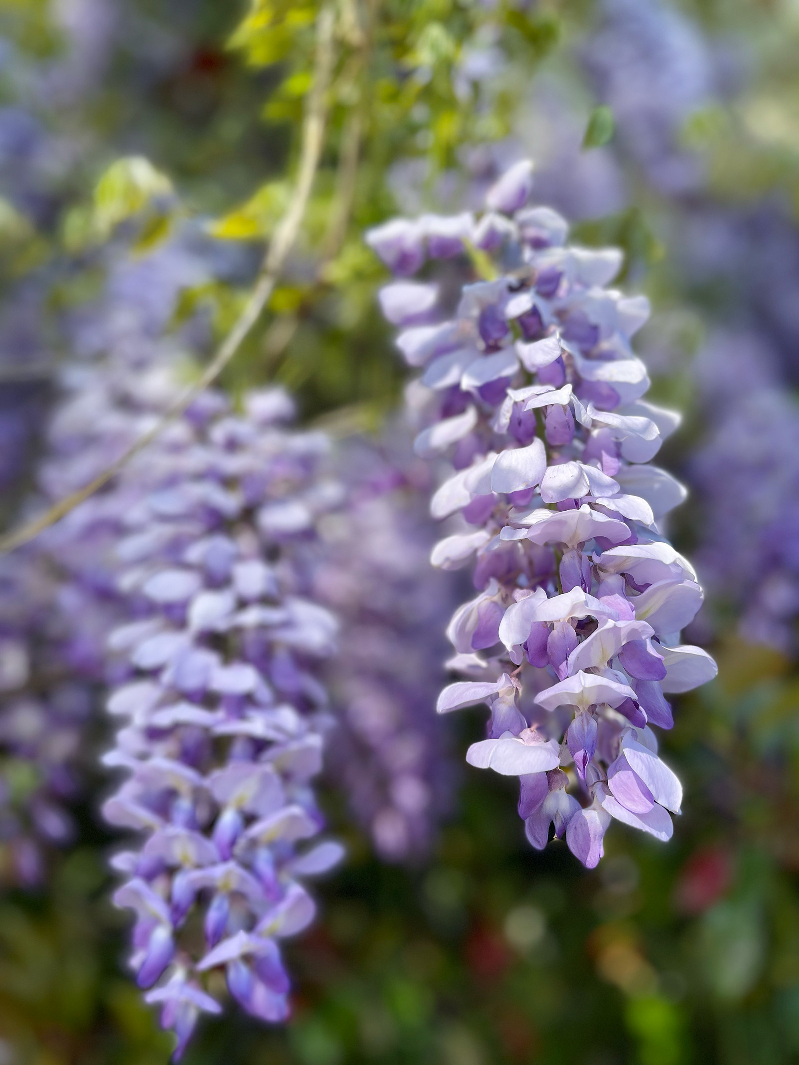 pretty purple flowers, wisteria blooms, lilac bloom