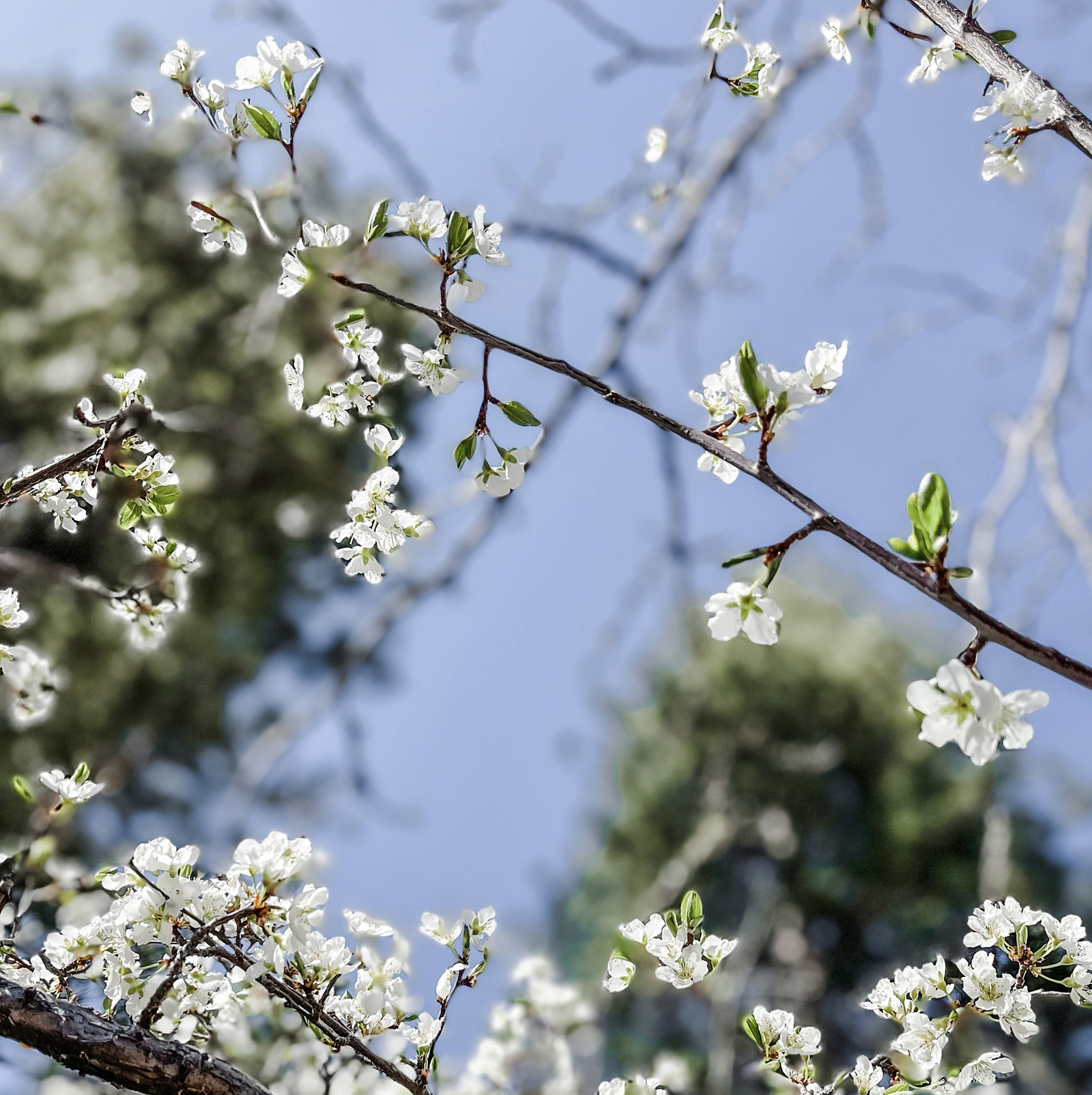 pretty little white flower blossoms on a tree spring in lake arrowhead